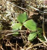 Fragaria vesca