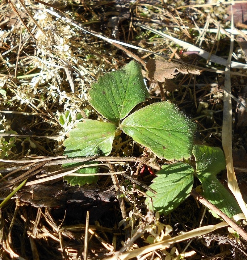 Изображение особи Fragaria vesca.