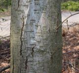 Nothofagus × alpina. Средняя часть ствола. Германия, г. Дюссельдорф, Ботанический сад университета. 02.03.2014.