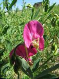 Lathyrus tuberosus. Цветок. Коми, Сыктывдинский р-н, окр. ж/д ст. Язель, зарастающая техногенная площадка. 30.06.2013.