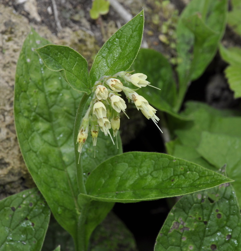 Изображение особи Symphytum bulbosum.