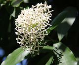 Ixora finlaysoniana. Соцветие. Таиланд, провинция Краби, курорт Ао Нанг. 09.12.2013.