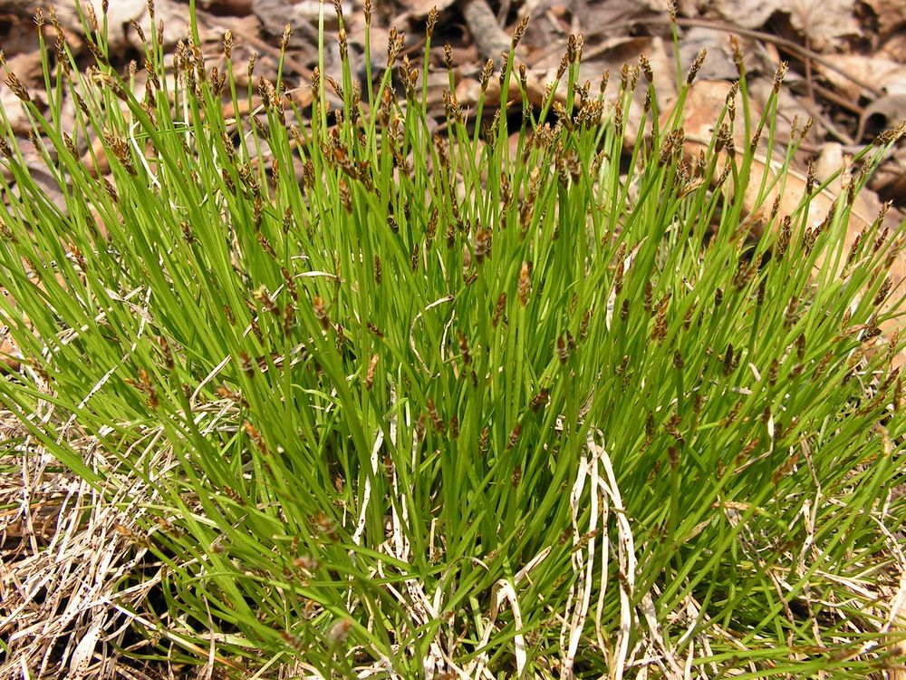 Image of genus Carex specimen.