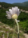 Image of taxon representative. Author is Татьяна Винокурова