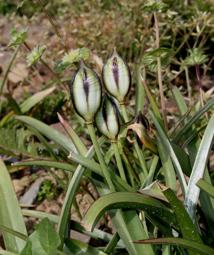 Image of Tulipa tarda specimen.