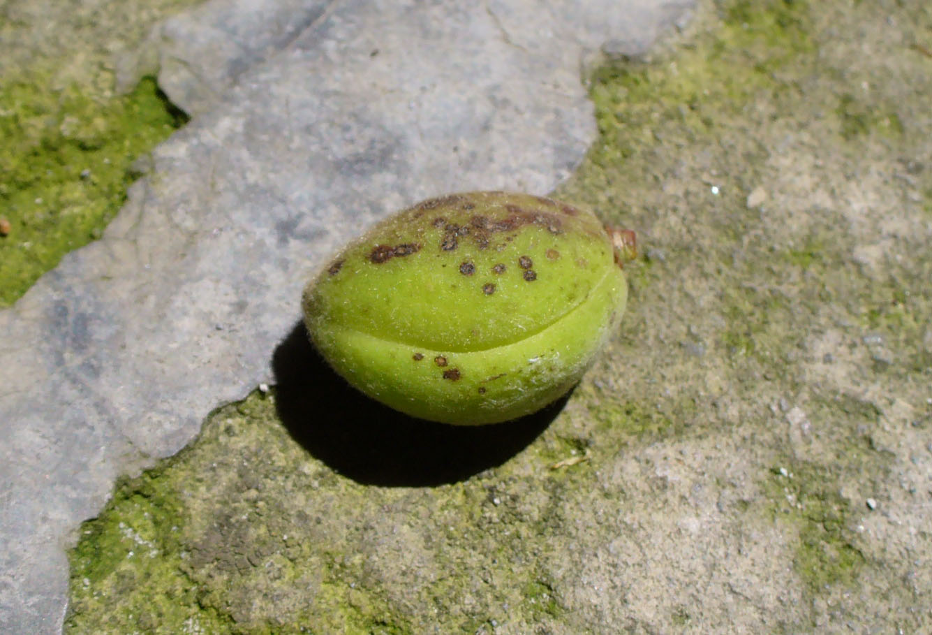 Image of Armeniaca vulgaris specimen.