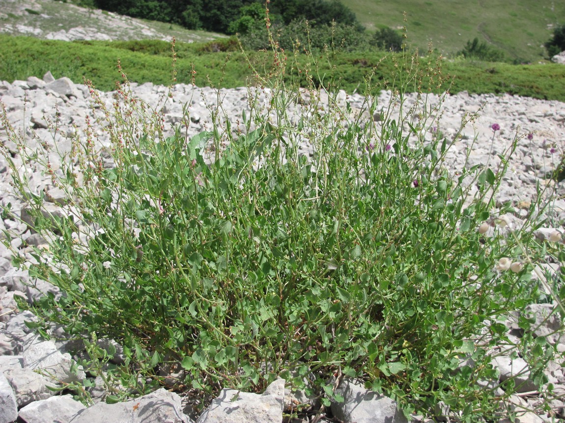 Изображение особи Rumex hastifolius.