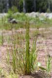 Juncus effusus