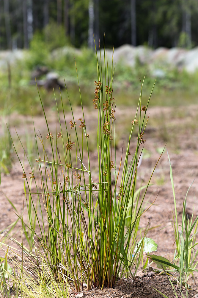 Изображение особи Juncus effusus.