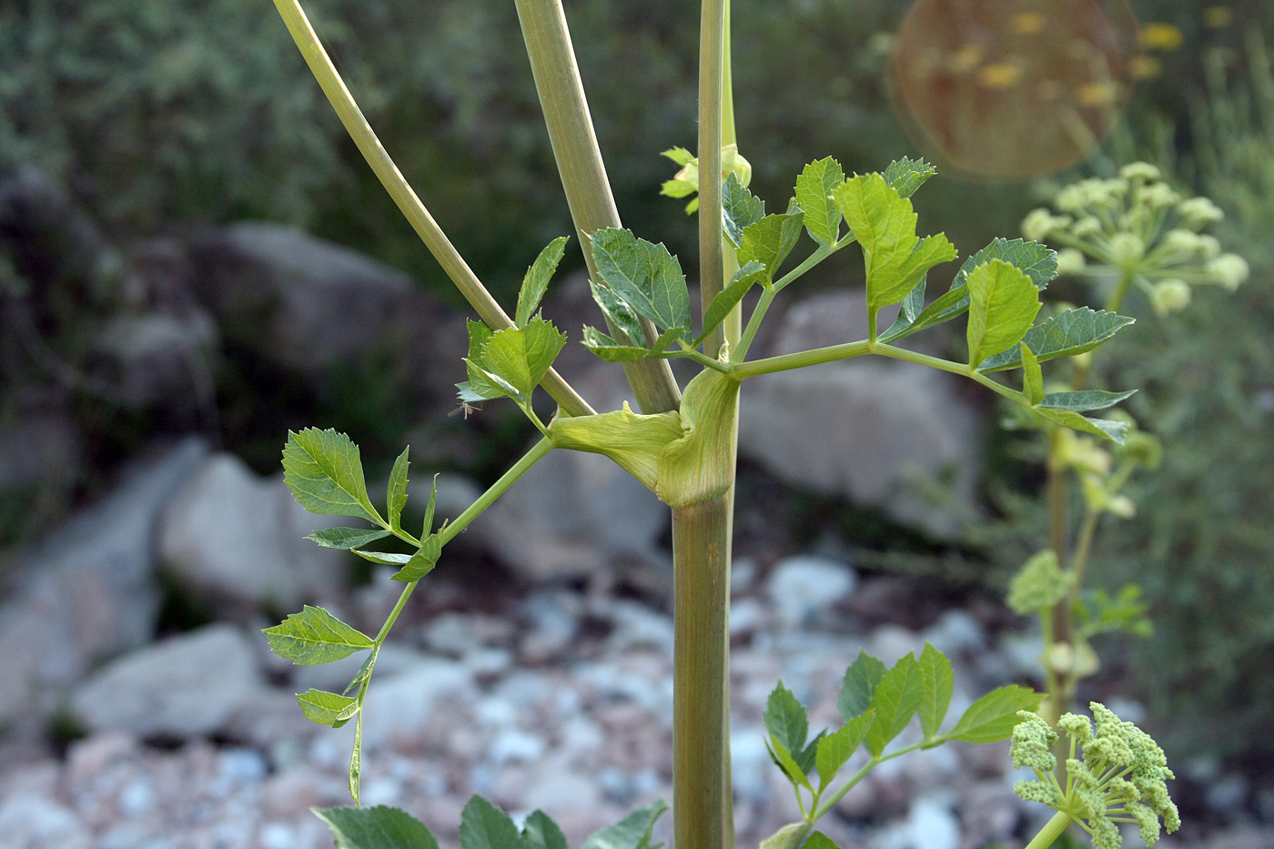 Image of Archangelica tschimganica specimen.