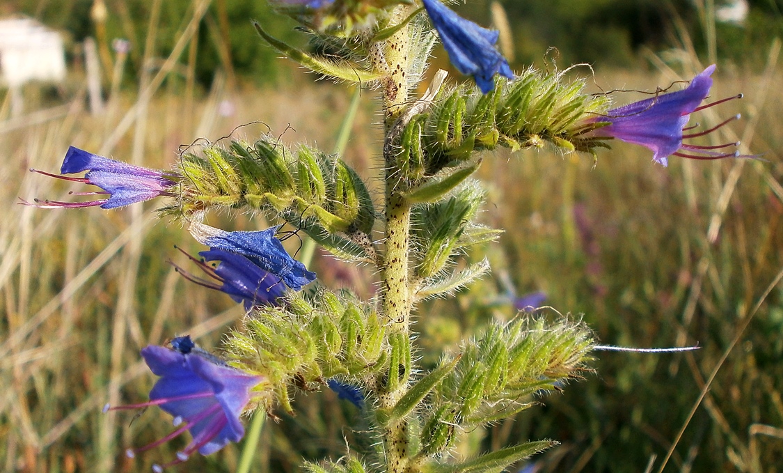 Image of Echium vulgare specimen.