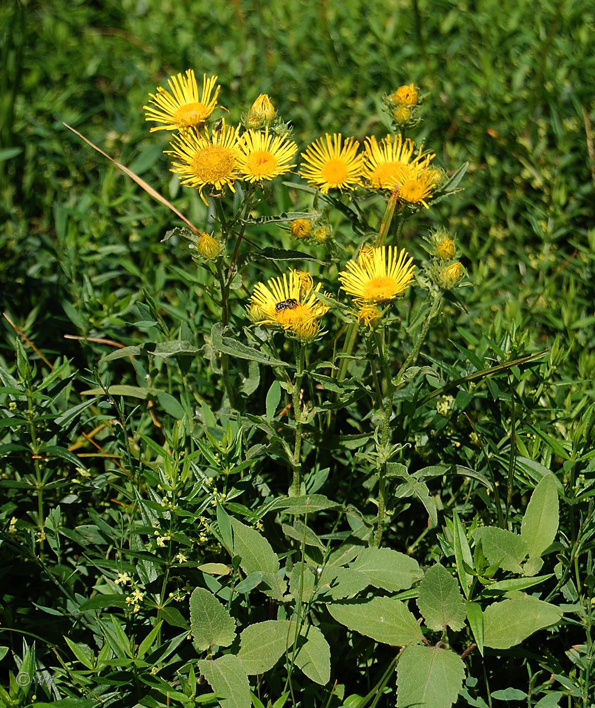 Изображение особи Inula britannica.