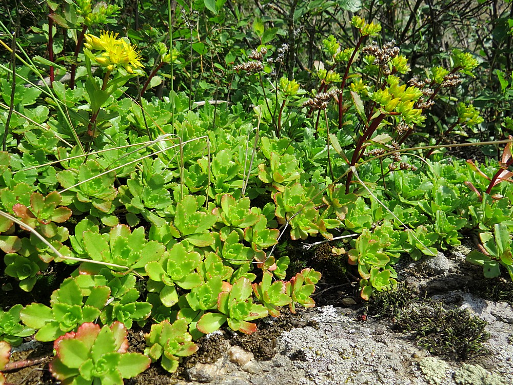 Image of Aizopsis hybrida specimen.