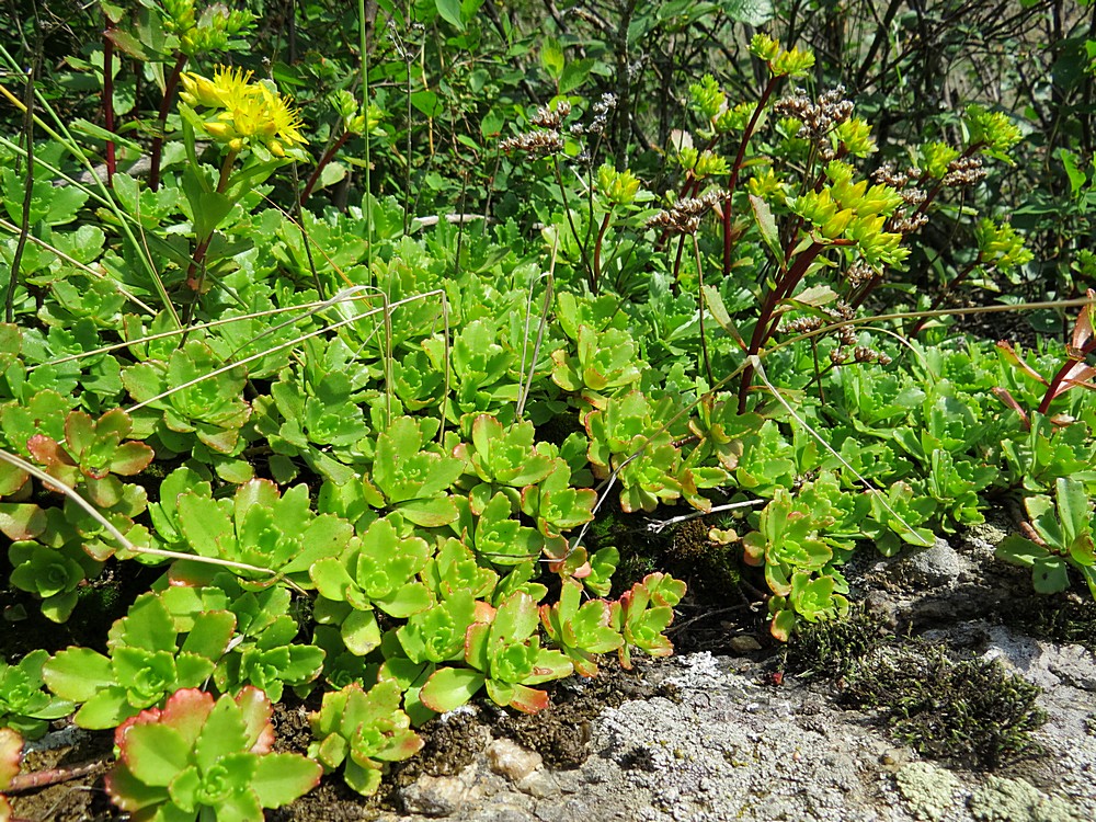 Изображение особи Aizopsis hybrida.