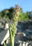 Tragus racemosus