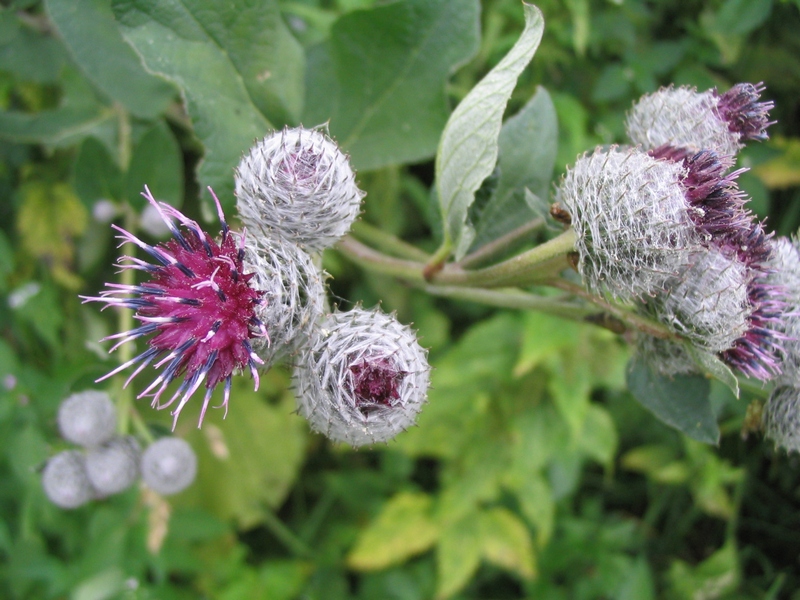 Image of Arctium tomentosum specimen.