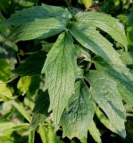 genus Valeriana. Лист. Германия, г. Дюссельдорф, Ботанический сад университета. 03.06.2014.