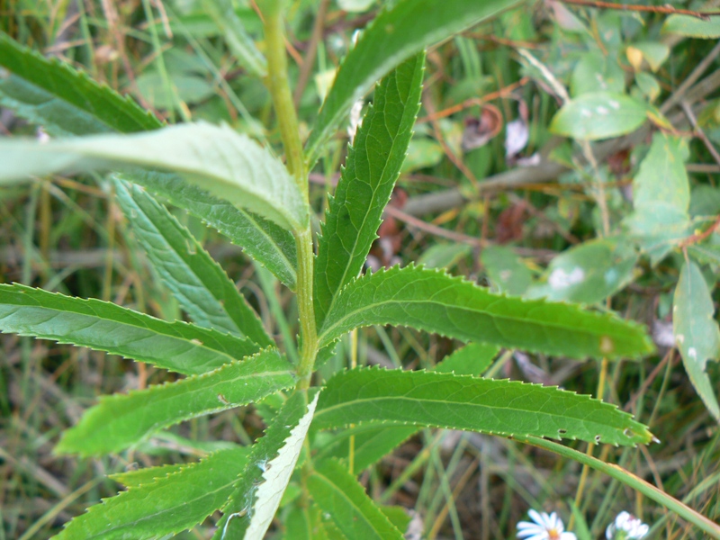 Image of Senecio paludosus specimen.