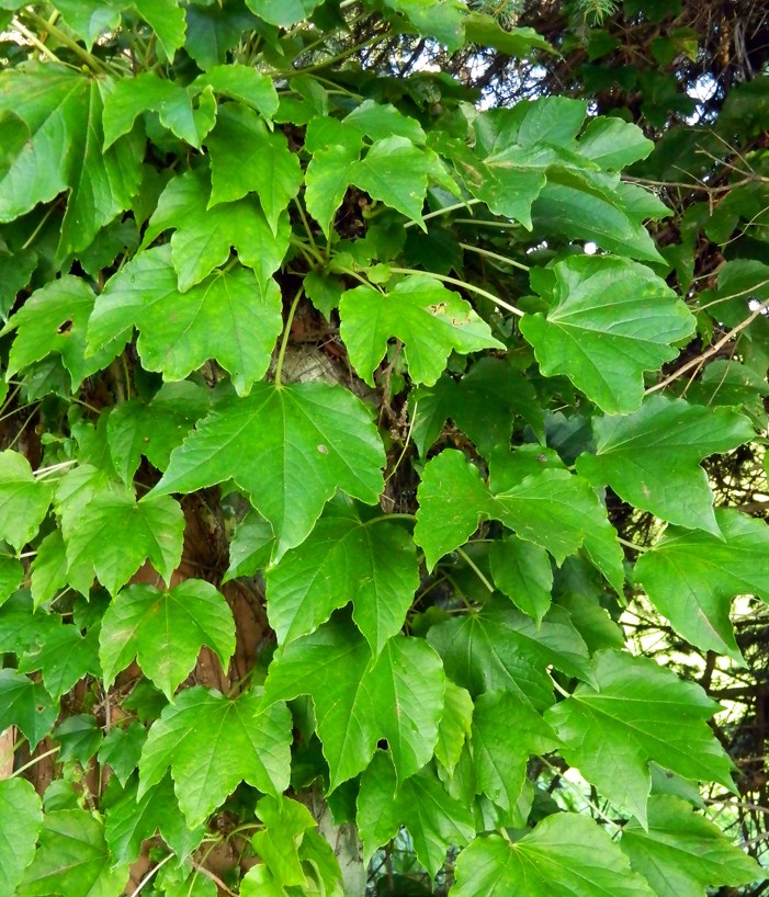 Image of Parthenocissus tricuspidata specimen.