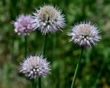 Allium carolinianum