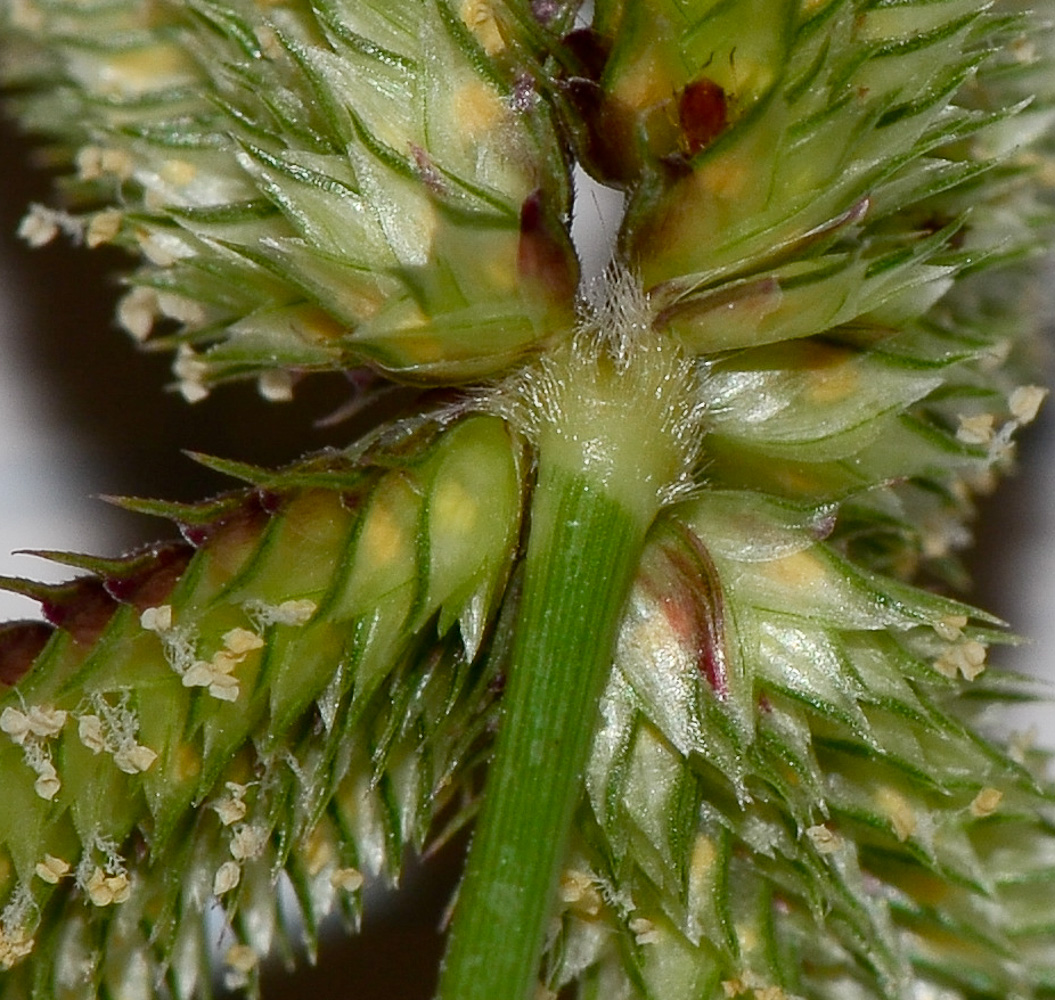 Изображение особи Dactyloctenium aegyptium.