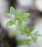 Veronica arvensis