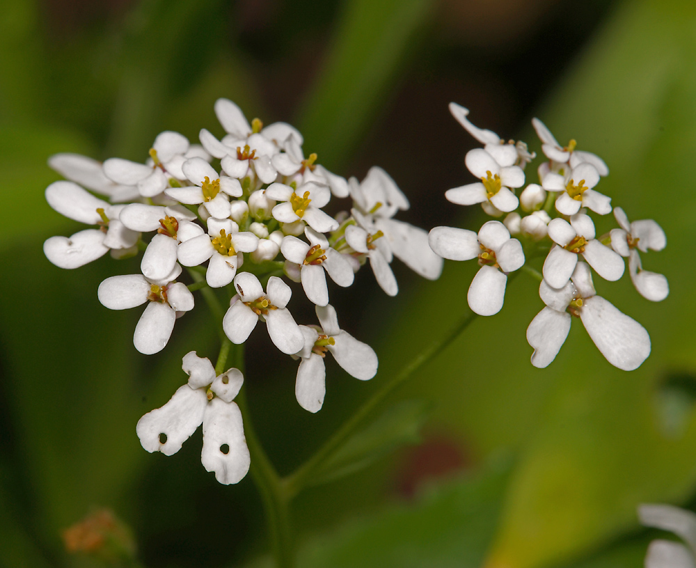 Изображение особи Iberis umbellata.