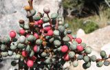 Pistacia mutica