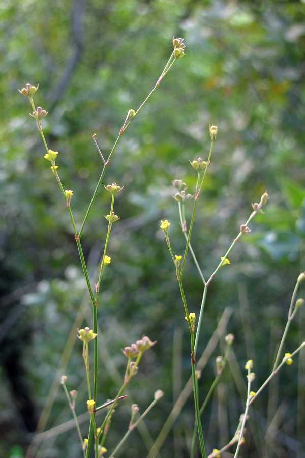 Image of Bupleurum asperuloides specimen.