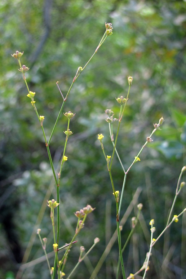 Изображение особи Bupleurum asperuloides.