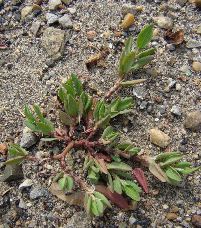 Изображение особи род Polygonum.