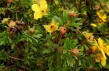 Dasiphora fruticosa. Верхушка отцветающего побега. Москва, ВДНХ, Мичуринский сад, в культуре. 09.10.2014.