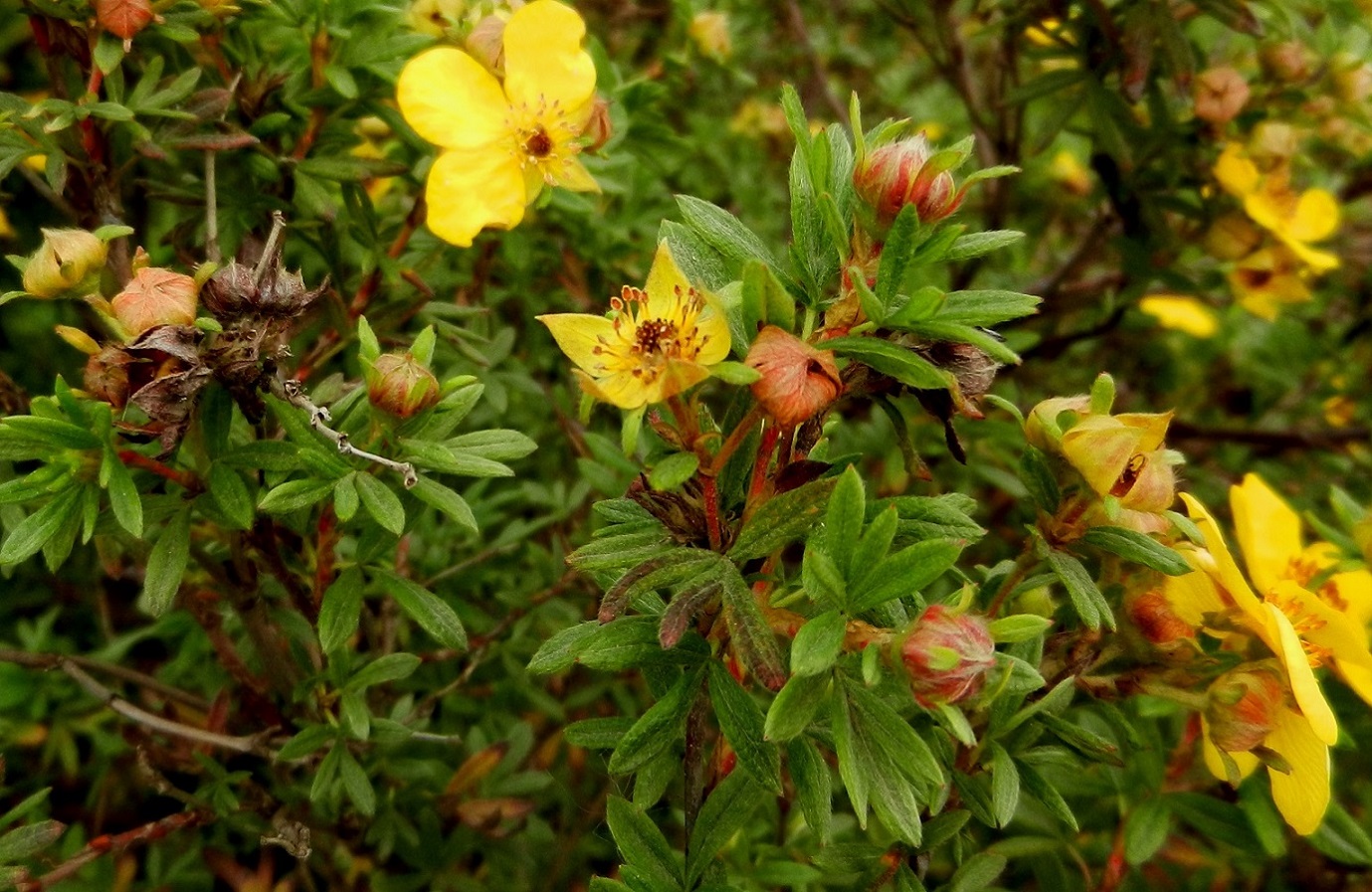 Image of Dasiphora fruticosa specimen.