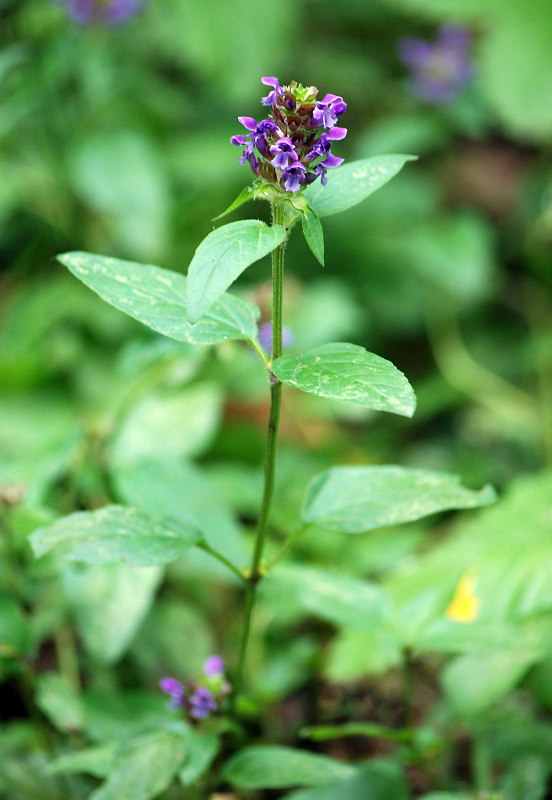 Изображение особи Prunella vulgaris.