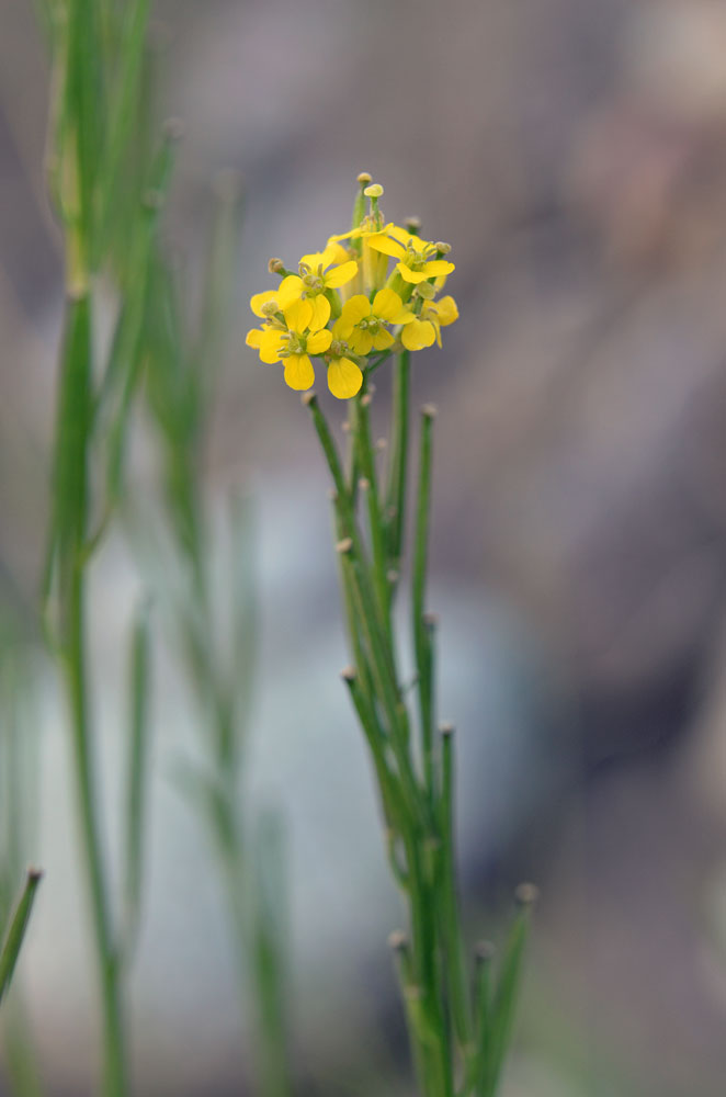 Изображение особи Erysimum hieraciifolium.