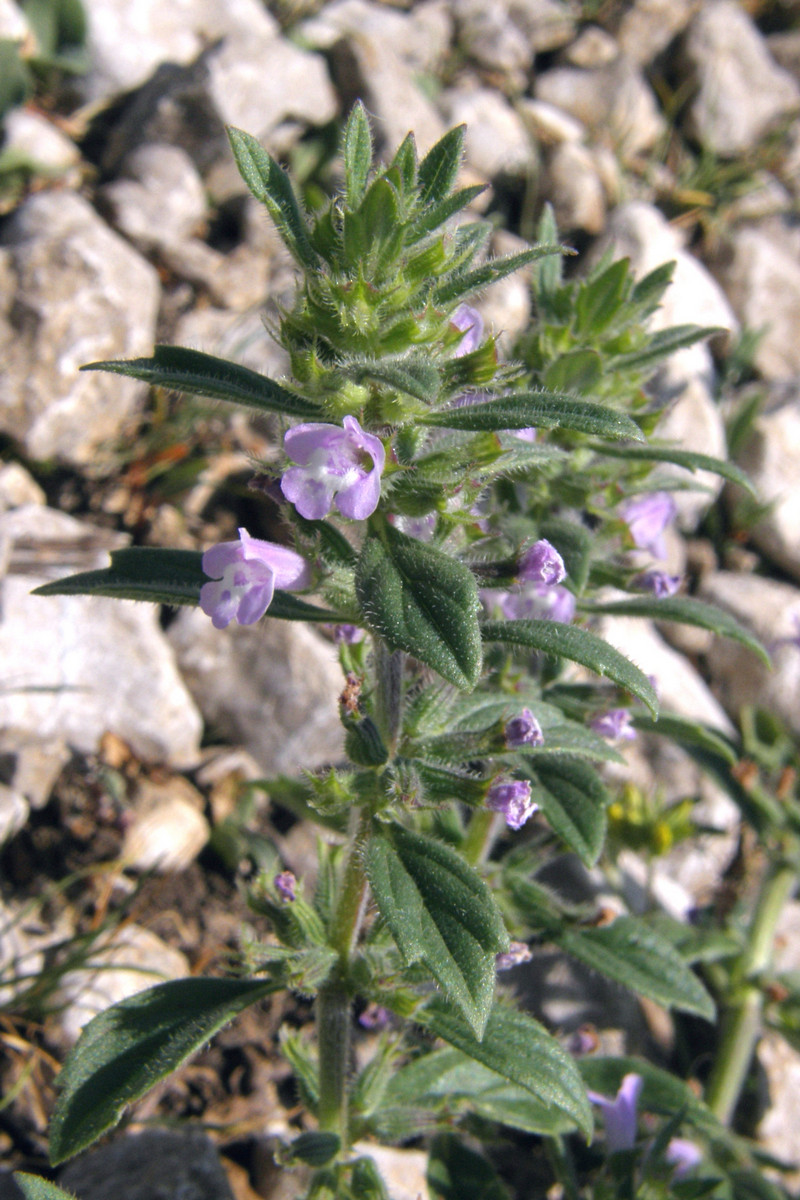 Image of Ziziphora villosa specimen.