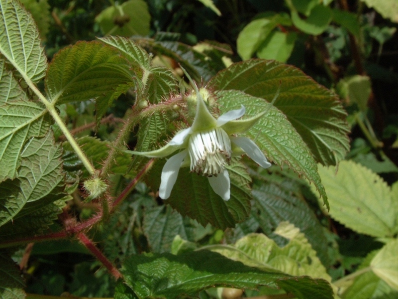 Изображение особи Rubus komarovii.