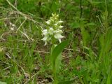 Dactylorhiza aristata. Цветущее растение (белоцветковая форма). Камчатский край, Елизовский р-н, долина р. Авача, южный склон, луг. 15.06.2008.