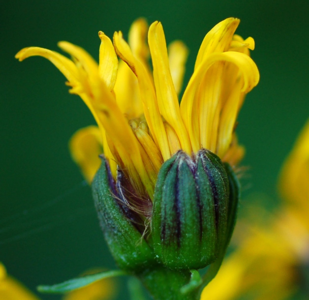 Изображение особи Ligularia fischeri.