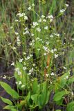 Alisma plantago-aquatica