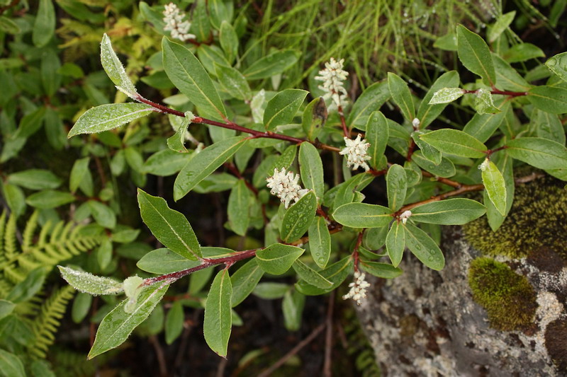 Изображение особи Salix glauca.