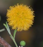 Vachellia farnesiana