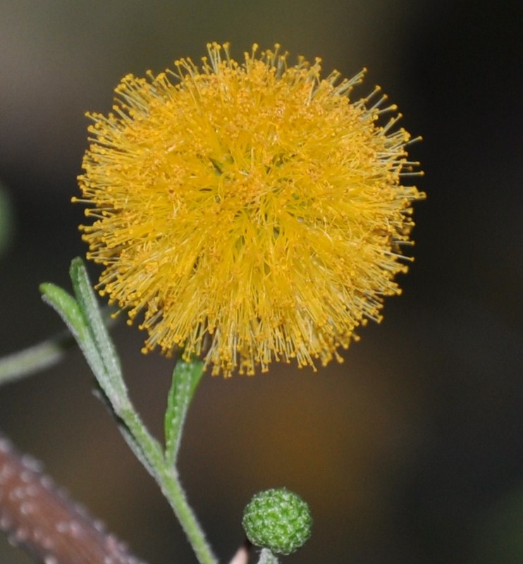 Изображение особи Vachellia farnesiana.