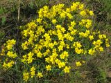 Linum flavum