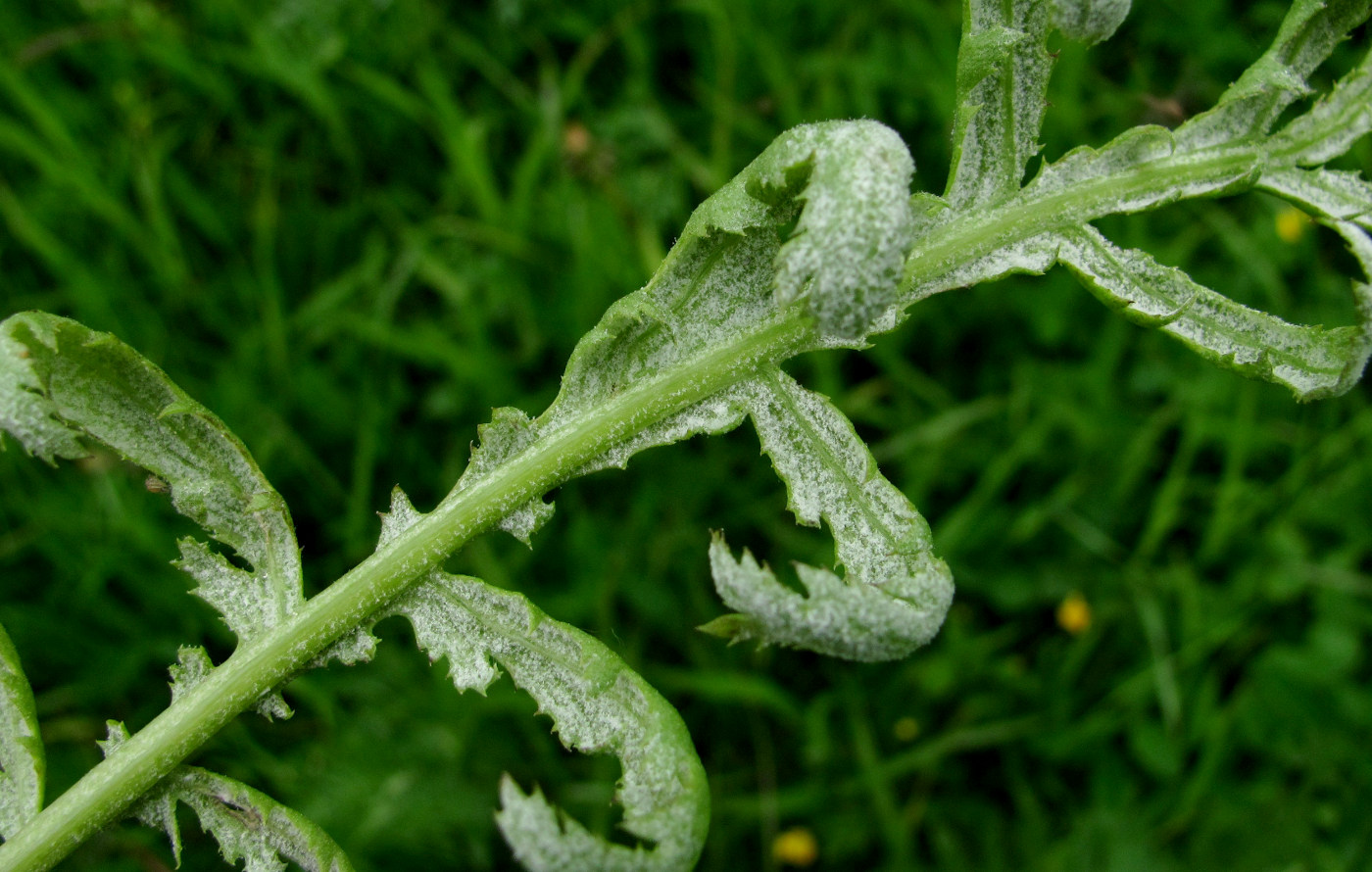 Изображение особи Tanacetum vulgare.