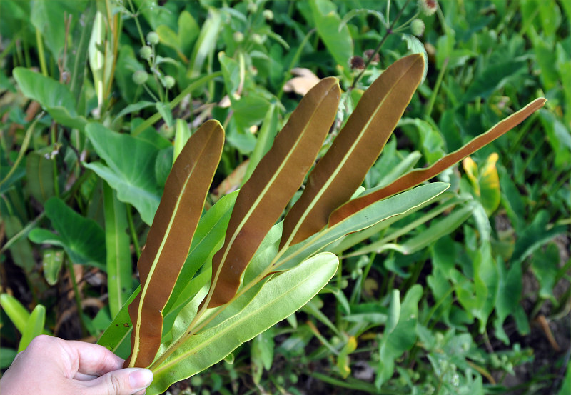 Image of Acrostichum aureum specimen.