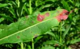 Chamaenerion angustifolium