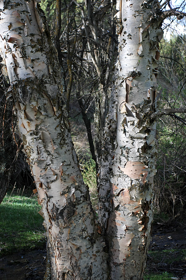 Изображение особи Betula tianschanica.