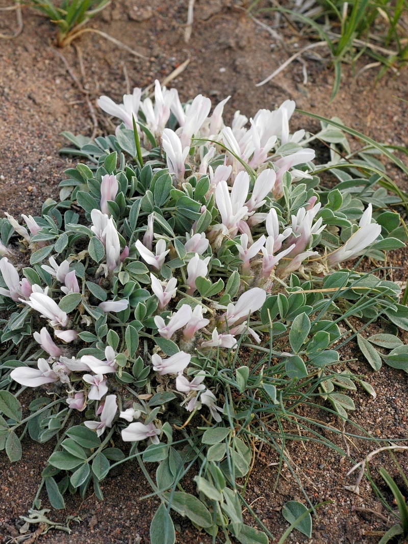 Изображение особи Astragalus borodinii.