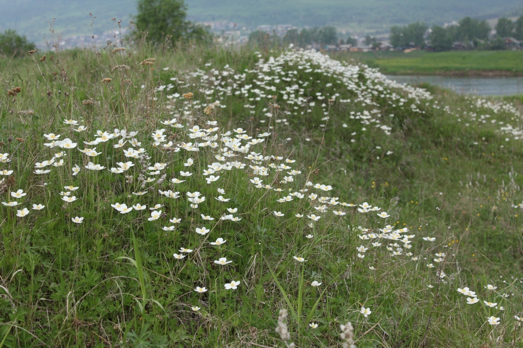 Image of Anemone sylvestris specimen.